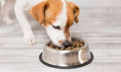 Hipoalerjenik Köpek Maması Nedir?
