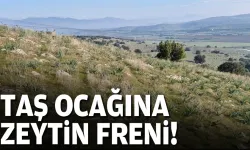 Torbalı sınırındaki taş ocağına zeytin freni!