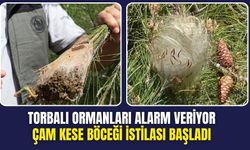 Torbalı Ormanlarında Tehlike Büyüyor: Çam Kese Böceği İstilası