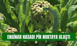 Torbalı’da Enginar Hasadı Zirvede