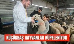 Küçükbaş Hayvanlara Küpeleme Çalışması