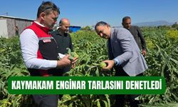Kaymakam Çelik Enginar Tarlasında İncelemelerde Bulundu