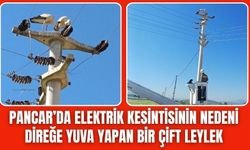Elektrik Kesintisinin Sebebi Leylekler Çıktı