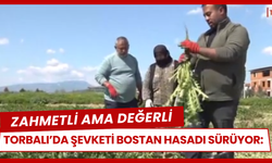 Torbalı’da Şevketi Bostan Hasadı Sürüyor