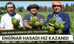 Torbalı’da Hasat Sürüyor: Enginar Tarlalarda Yoğun Mesai