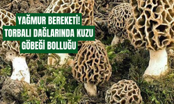 Torbalı’da mantarseverler kuzu göbeği avına çıktı