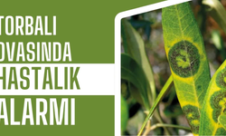 Halkalı Leke Hastalığında Mücadele Zamanı