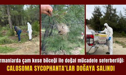 Ormanlarda çam kese böceği ile doğal mücadele seferberliği