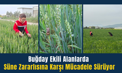 Torbalı’da süne zararlısına karşı mücadele sürüyor