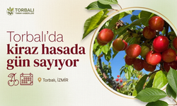 13 bin ağaç hasada gün sayıyor