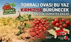 “Torbalı Ovası Kırmızıya Büründü: Bu Yılın Gözdesi Domates Oldu”