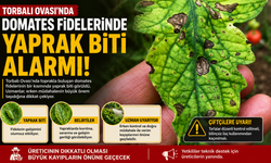 Torbalı Ovası’nda Domates Fidelerinde Yaprak Biti Alarmı