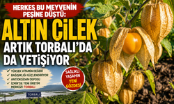 Herkes Bu Meyvenin Peşine Düştü: Altın Çilek Artık Torbalı’da da Yetişiyor