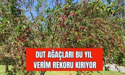 Torbalı’da Dut Bereketi: Dallar Meyve Ağırlığına Dayanamıyor