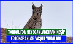 Torbalı’da Vaşak Heyecanı: Fotokapanlara Yansıdı