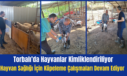 Torbalı’da Küçükbaş Hayvanlara Küpeleme Çalışması