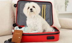 Tatile Çıkarken Köpeğinizi Nereye Bırakmalısınız?