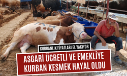 Kurban fiyatları el yakıyor