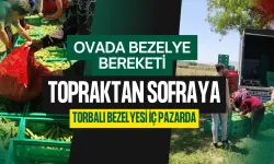 Torbalı’da Bezelye Hasadı Sürüyor
