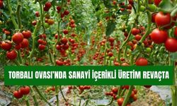 Torbalı'da domates ve mısır ekiminde rekor sezon