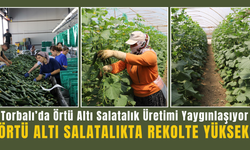 Torbalı’da Örtü Altı Salatalıkta Verimli Sezon