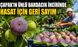 Çapak'ın dünyaca ünlü Bardacık incirinde hasat için geri sayım