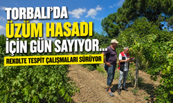 Torbalı'da Üzüm Rekolte Tespit Çalışmaları Devam Ediyor