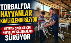 Torbalı’da Küçükbaş Hayvanlara Küpeleme Çalışması