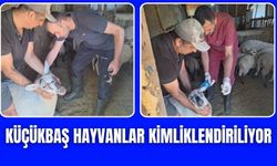 Torbalı'da küçükbaş hayvanlar kimliklendiriliyor