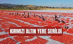 Kırmızı altın yere serildi