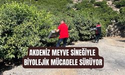 Akdeniz meyve sineğine karşı biyolojik mücadele sürüyor