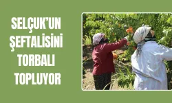 Rota şeftali bahçeleri