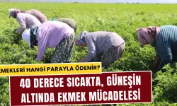 Tarım işçilerinin zorlu yaz dönemi başladı