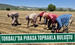 Pırasa toprakla buluştu