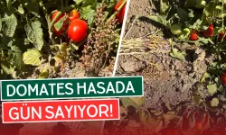 35 Bin Dekarda Salçalık Domatesler Kızarmaya Başladı