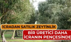 Bülbüldere’de 31 Dönümlük Zeytinlik Mahkemeden Satışa Çıkarıldı
