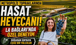 METROPOLİS TOPRAKLARINDA HASAT YOLCULUĞU