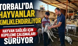 Torbalı’da Küçükbaş Hayvanlara Küpeleme Çalışması