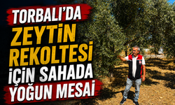 Torbalı’da Zeytin İçin Yoğun Mesai