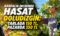 Bardacık incirinde hasat doludizgin