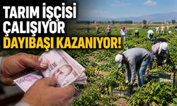 Tarım işçisi çalışıyor dayıbaşı kazanıyor