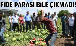 Üretici kan ağladı… Fide parası bile çıkmadı!
