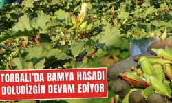Bamya hasadı son sürat devam ediyor