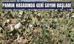 Pamuk hasadında geri sayım başladı