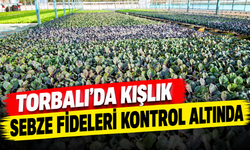 İlçe Tarım ekipleri kışlık fideleri kontrol ediyor