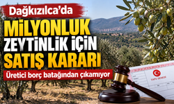 Dağkızılca’da 8 Bin Metrekarelik Zeytinlik Satışa Çıkıyor