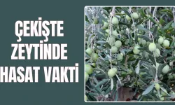 2 milyon ağaçta hazırlıklar tamam