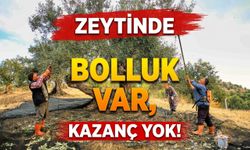 ZEYTİNDE BOLLUK VAR, KAZANÇ YOK!