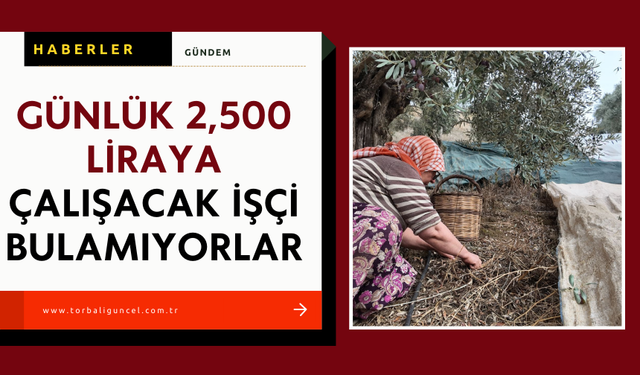 Zeytin üreticisi işçi bulamıyor