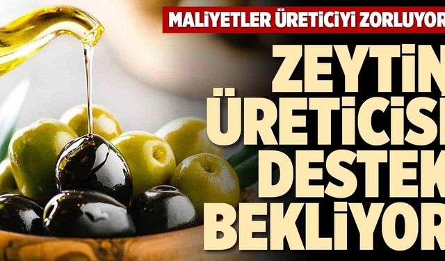 Zeytinyağı üreticileri dertli